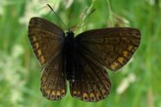 Polyommatus eckweileri - Schwarzbrauner Bläuling (Storchschnabel-Bläuling, Storchschnabelbläuling)